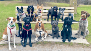 A Dog's Ruff