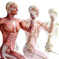 Aligned Osteopathy