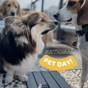 Atlas Paws Club