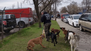 Dankroft K9 Services