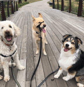 Dogs Do It Better