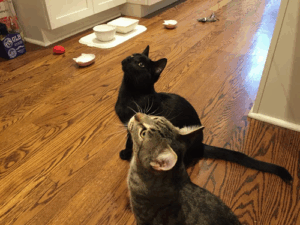 Kittycats