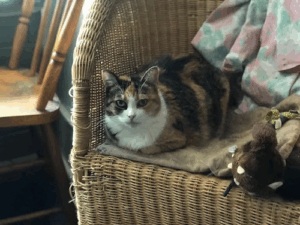 Lonesome Kitty Feline Hotel and Diggity Dog Canine Hotel