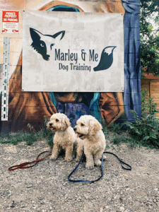 Marley's Misfits Dog Training