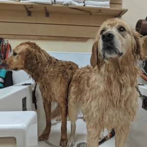 Paws in the Bath