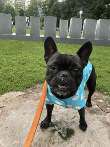 Pawsitive Vibes Dog Sitting & Walking
