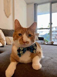 Professional Cat Sitter