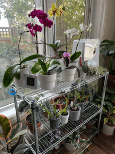 Roehampton Orchids