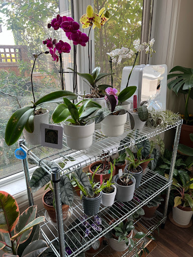 Roehampton Orchids
