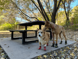 Spot Dog Walkers