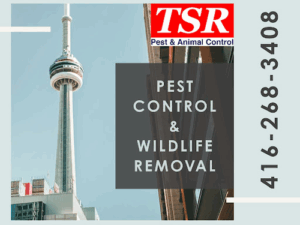 Tsr Pest Control And Wildlife Removal Toronto