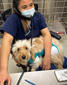 Wellesley Animal Hospital